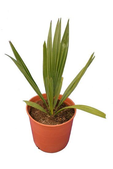 Sabal Minor